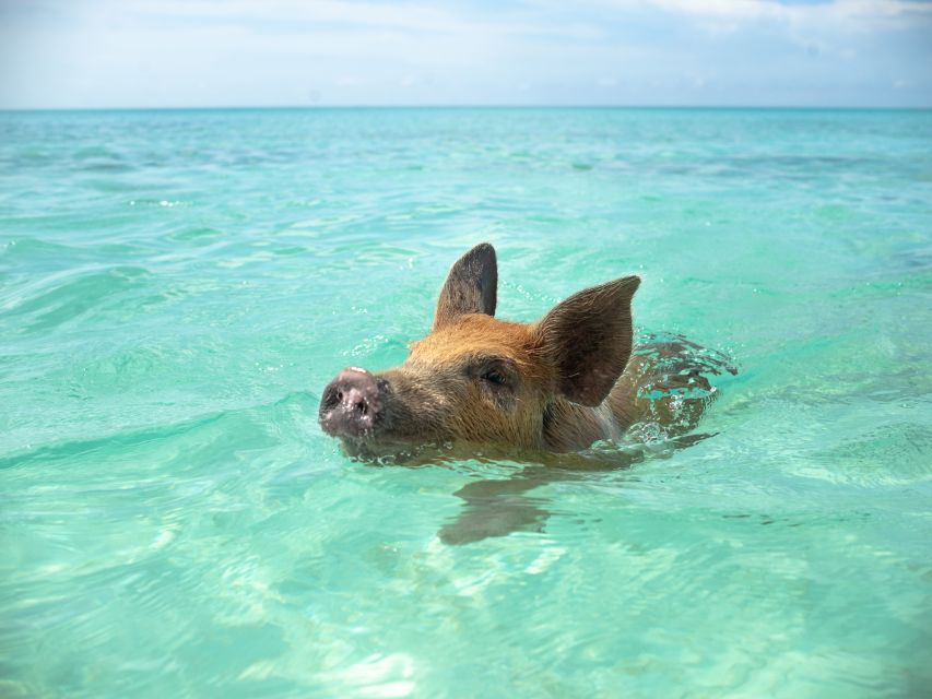 Nassau: Swimming Pigs and Private Beach Club Trip with Lunch - Should you book the swimming pigs and beach club trip?
