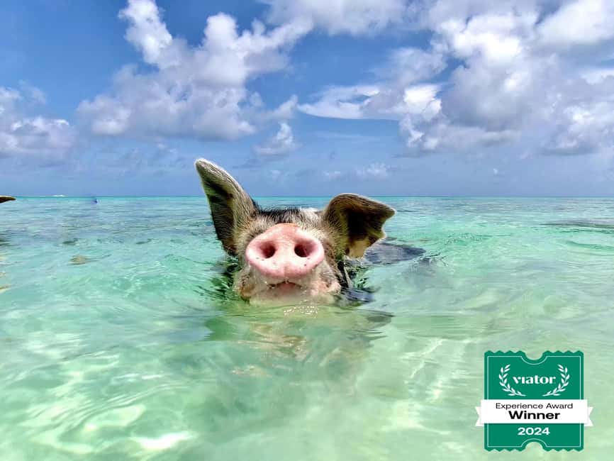 Nassau: Swimming Pigs and Private Beach Club Trip with Lunch - Your first hour on Rose Island