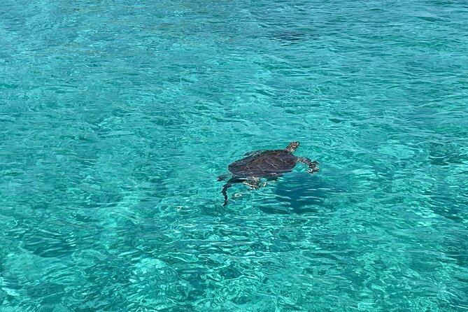 Nassau: Swimming Pigs And Snorkel With Turtles - Green Cay sets the tone with turtles and calm water