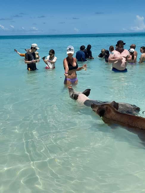 Nassau: Swimming Pigs Private Boat Tour - Up to 7 Persons - The Nassau cruise and possible route changes