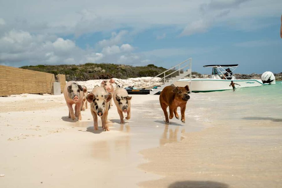 Nassau: Swimming Pigs, Snorkeling, Lunch, & Beach Boat Tour - Lunch, rum punch, and the question of value