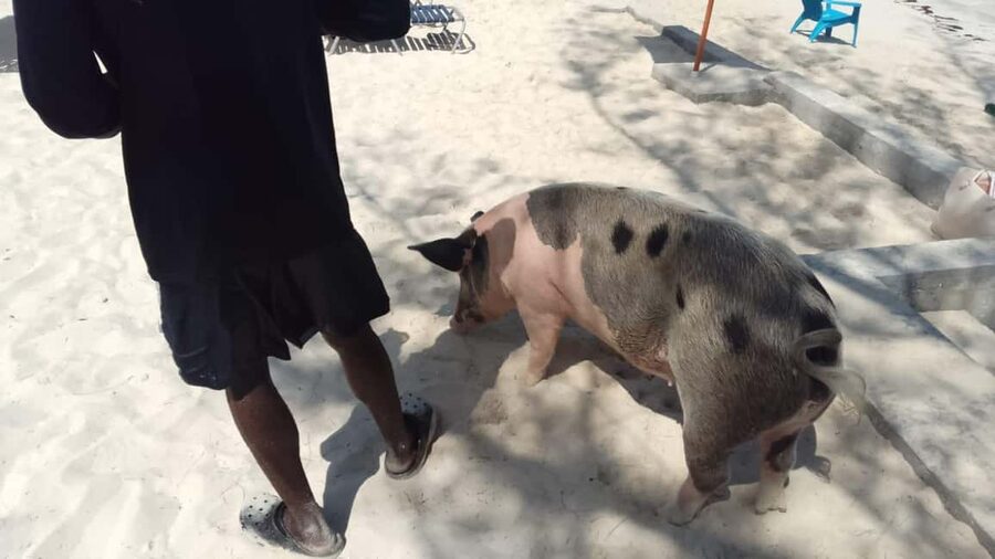 Nassau: Swimming with Pigs, Snorkeling, and Sightseeing Tour - A speedboat start from Bayshore Marina