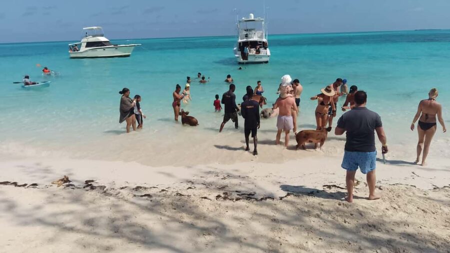 Nassau: Swimming with Pigs, Snorkeling, and Sightseeing Tour - How the three hours usually fit together
