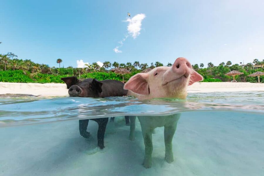 Paradise Island: Rose Island Tour with Swimming Pigs & Lunch - Key points to know before you book