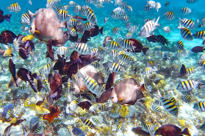 Pearl Island Bahamas Snorkeling Experience and Lunch - Key points to know before you go