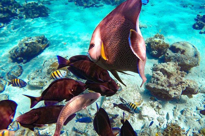 Pearl Island Bahamas Snorkeling Experience and Lunch - First impressions of Pearl Island