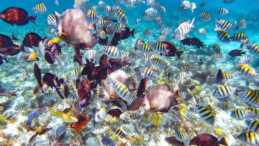 Pearl Island Beach: Full-day Snorkelling with Lunch - Reaching Pearl Island from Paradise Island