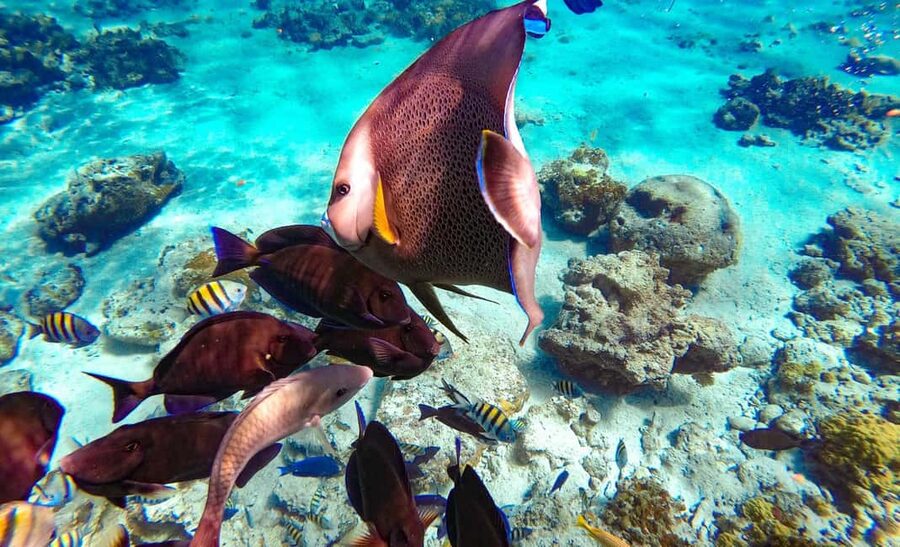 Pearl Island Beach: Full-day Snorkelling with Lunch - Conditions, comfort, and who should skip it