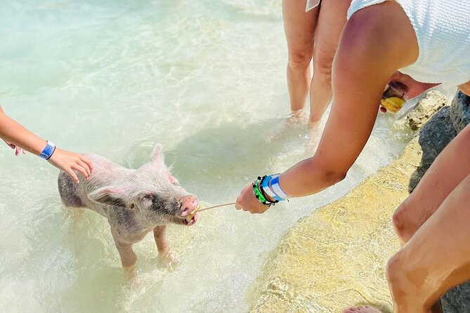 Perfect Day Swimming Pigs, Turtles, Reef Snorkel & Lunch - Rose Island beach time, lunch, and the pig session