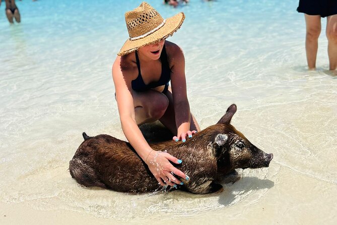 Perfect Day Swimming Pigs, Turtles, Reef Snorkel & Lunch - What the pig encounter is really like