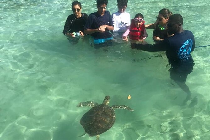 Pink Sand Beach and Swimming Pigs Adventure from Nassau - Sea turtles, stingrays, and clear water near Eleuthera