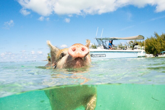 Pink Sand Beach and Swimming Pigs Adventure from Nassau - The 90-minute run to Meeks Patch