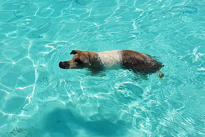 Powerboat and Snorkel Experience with Swimming Pigs and Turtles - Key points to know before booking