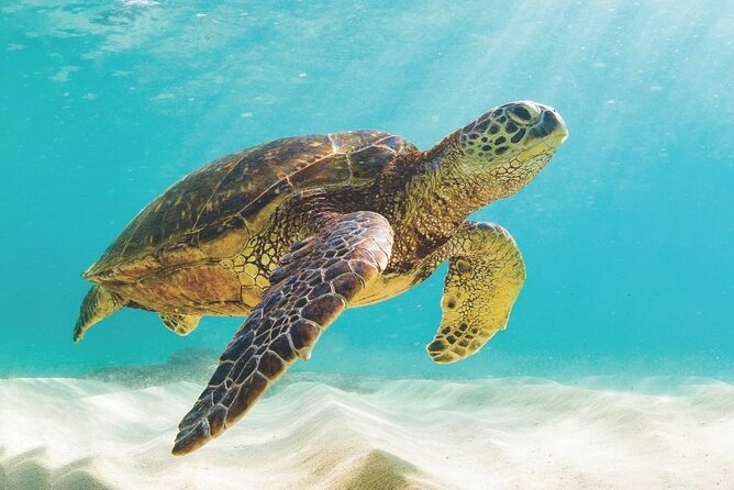 Powerboat and Snorkel Experience with Swimming Pigs and Turtles - Rose Island snorkeling is the active centerpiece