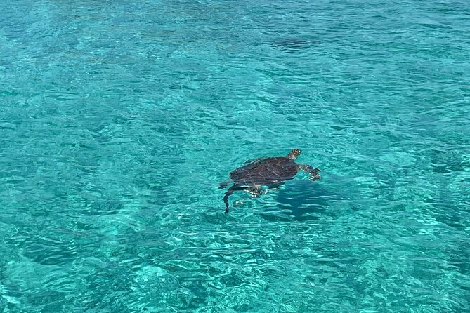 Private Boat Swim and Snorkel Adventure to Rose Island - Who will enjoy this Rose Island outing most?