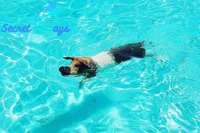 Private Charter for snorkeling, swimming pigs, turtles & fishing.... - Snorkeling in the New Providence waters