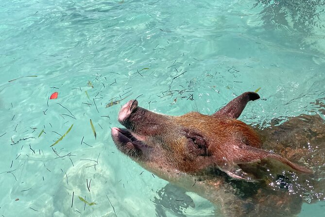 Private Eleuthera Island: Swim With Pigs, Turtles & Stingrays - A Big Boat Day Built Around Four Bahamian Stops