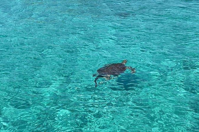 Private Eleuthera Island: Swim With Pigs, Turtles & Stingrays - What the Private Price Really Buys You