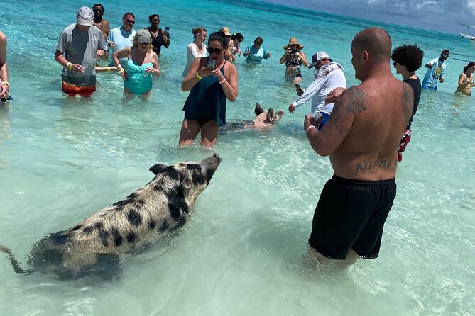 Private Rose Island, Swimming Pigs, Snorkeling and Turtles - A private way to see Nassau from the water