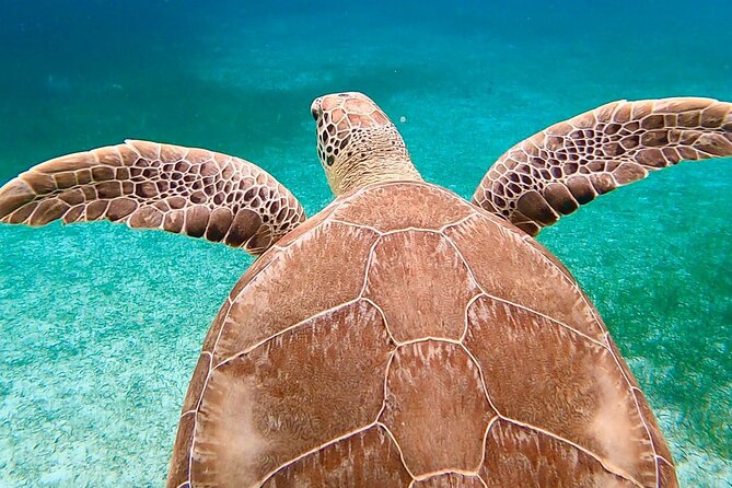 Private Rose Island, Swimming Pigs, Snorkeling and Turtles - Green Cay and the search for sea turtles