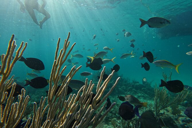 Private Snorkeling or Fishing Charter in Nassau - 38ft Free Time - Snorkeling without giving up the fishing