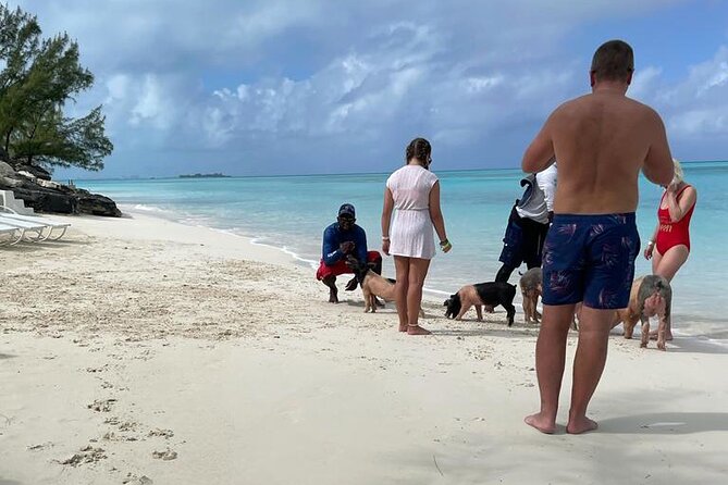 Private Swim With Pigs and Snorkeling in Paradise Tour - Price, group size, and real value