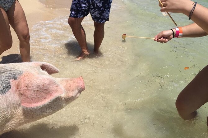 Private Swim With Pigs and Snorkeling in Paradise Tour - Who will enjoy this Paradise Island outing