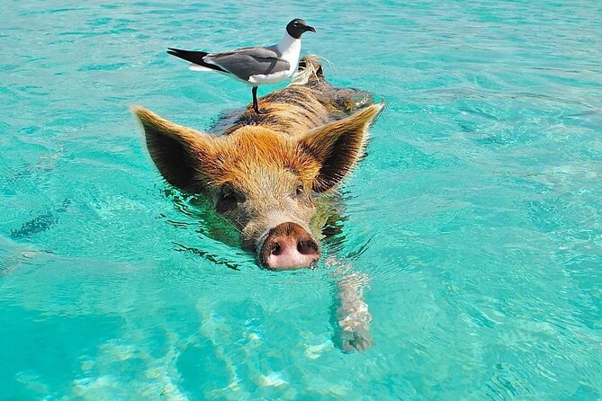 Rose Island 3 Island Luxury Private Tour(8hrs) - A Three-Stop Boat Day From New Providence