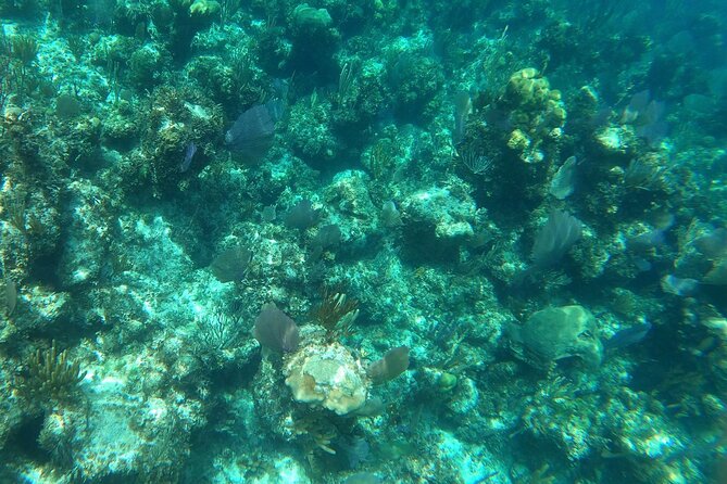 Rose Island Adventure: Turtle Swim and Snorkel - What the snorkeling stop feels like