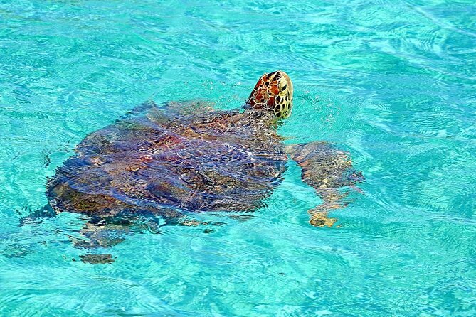 Rose Island Half-Day Snorkeling Cruise - Key things to know before booking
