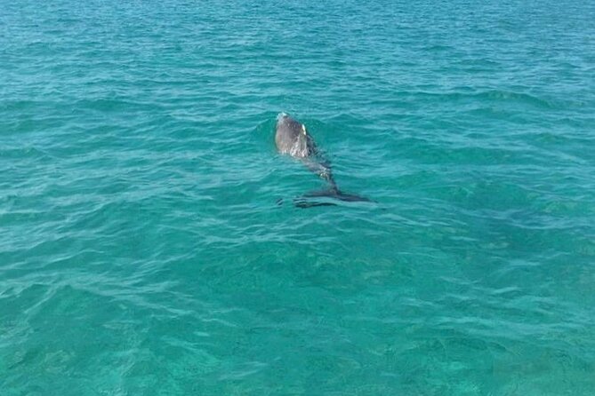 Rose Island Half-Day Snorkeling Cruise - What is included, and what costs extra