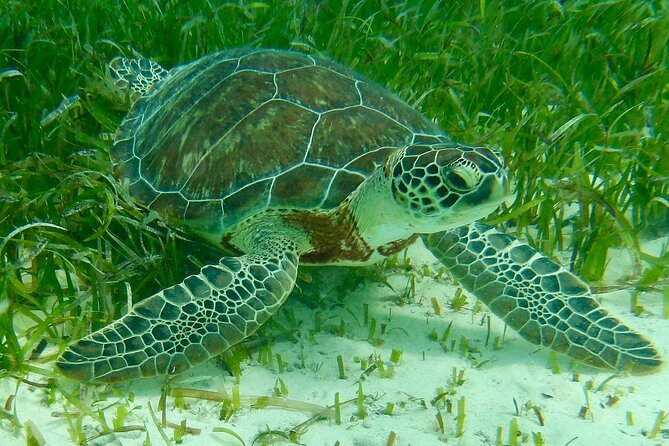 Rose Island Half-Day Snorkeling Cruise - Swimming near Green Cay’s turtles