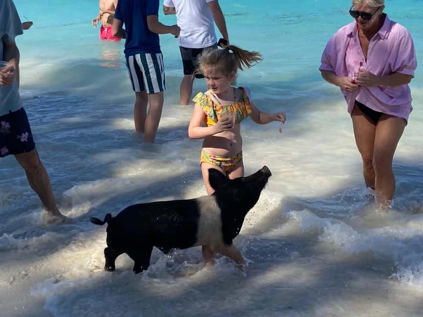 Rose Island: Pig Beach, Snorkeling, Sea Turtles, Beach - Is $1,800 good value?