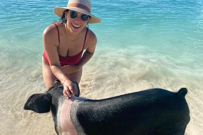 Rose Island Private Beach: Swimming with the Pigs - Feeding the pigs in shallow water
