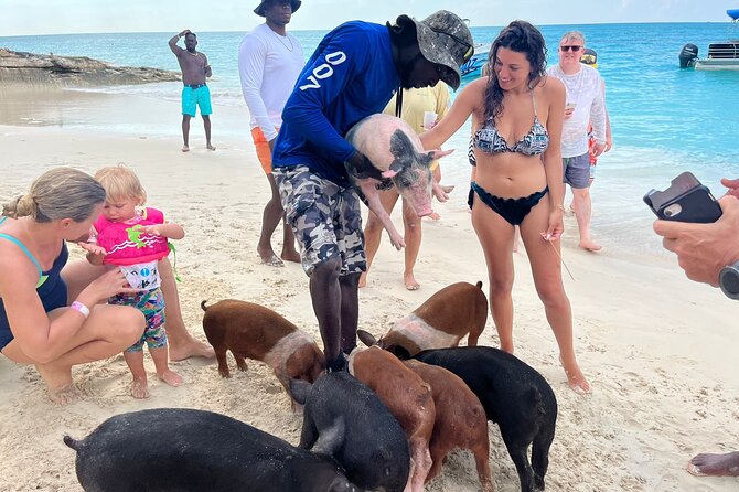 Rose Island Private Beach: Swimming with the Pigs - Green Cay and the search for turtles