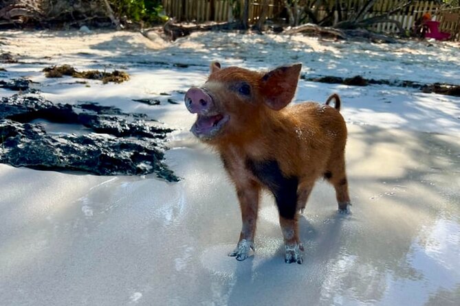 Rose Island Swimming Pigs & Beach Snorkeling Experience Nassau - What I like most, and what gives me pause