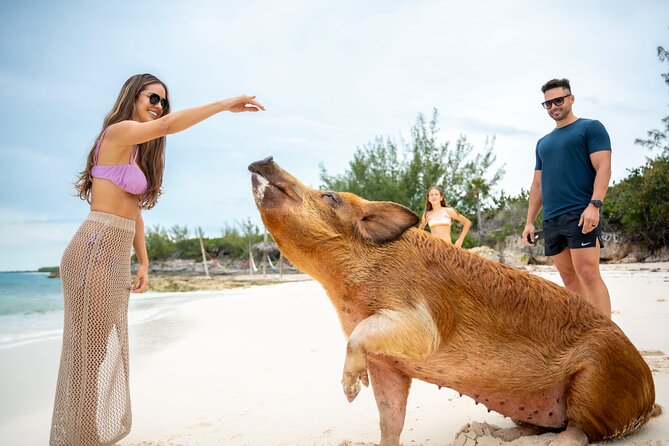 Sandy Toes The Original Rose Island and Swimming Pigs Tour - Meeting the rescued swimming pigs