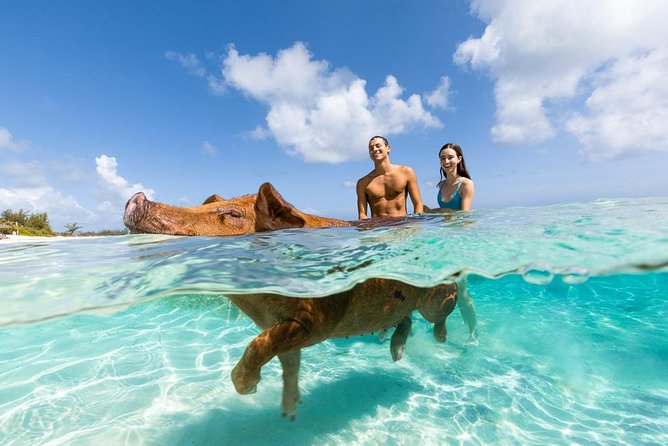 Sandy Toes The Original Rose Island and Swimming Pigs Tour - Snorkeling among tropical fish