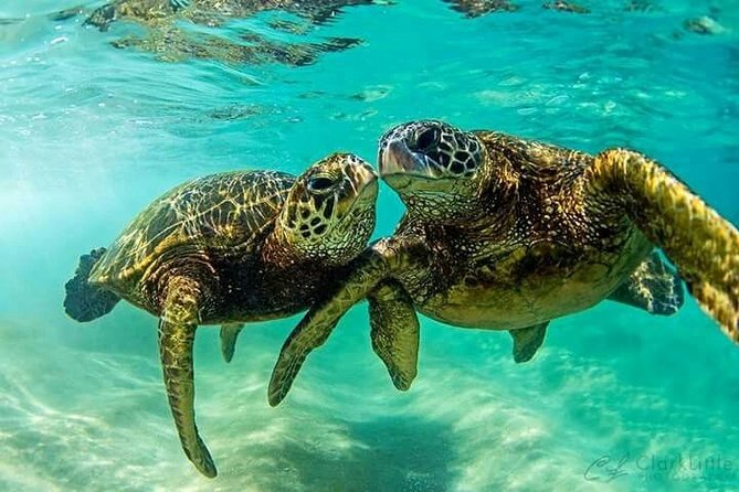 Snorkel/Swim with the Turtles Experience - Turtle time in Grand Bahama’s coastal water