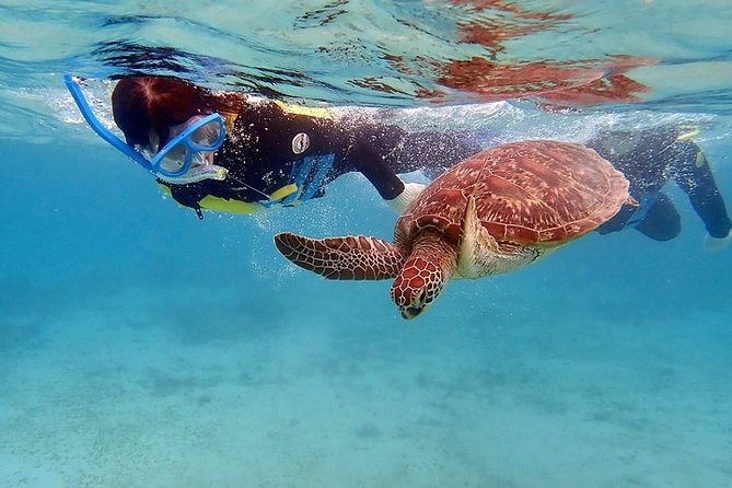 Snorkel/Swim with the Turtles Experience - Hida’s personal approach to Grand Bahama