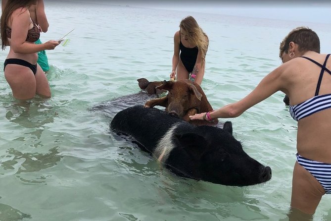 Swim with Pigs on a Tropical Island - What the $95.99 price really buys you