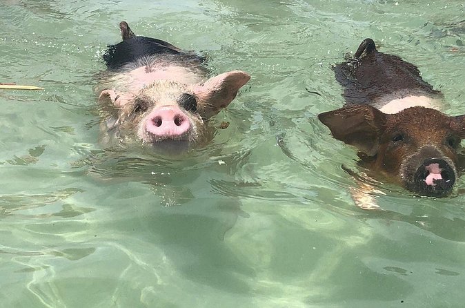 Swim with Pigs on a Tropical Island - Crystal Beach gives you more than the pig session