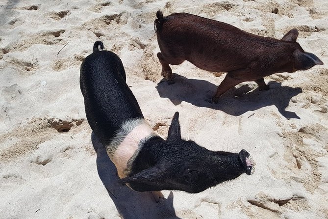 Swim with Pigs on a Tropical Island - A short visit to West End
