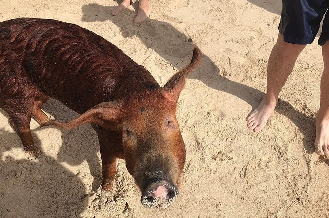 Swim with Pigs on a Tropical Island - Practical preparation for Crystal Beach