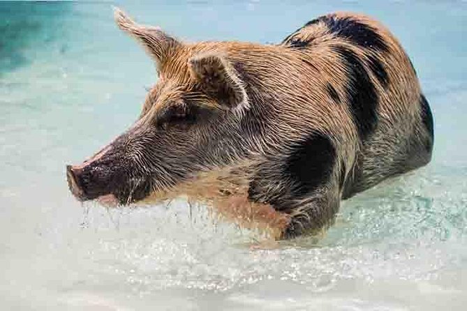 Swim with Pigs on a Tropical Island - Meeting Peppa, Maya, and the other pigs
