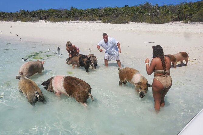Swim with the Pigs and Explore Caves in Nassau - Pickup, boat transfers, and group size