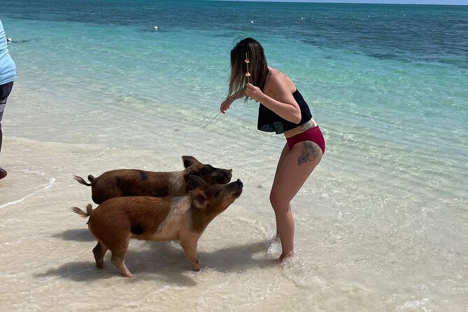 Swim with the Pigs Freeport @Creative Eco Adventures - How the 45-Minute Visit Unfolds