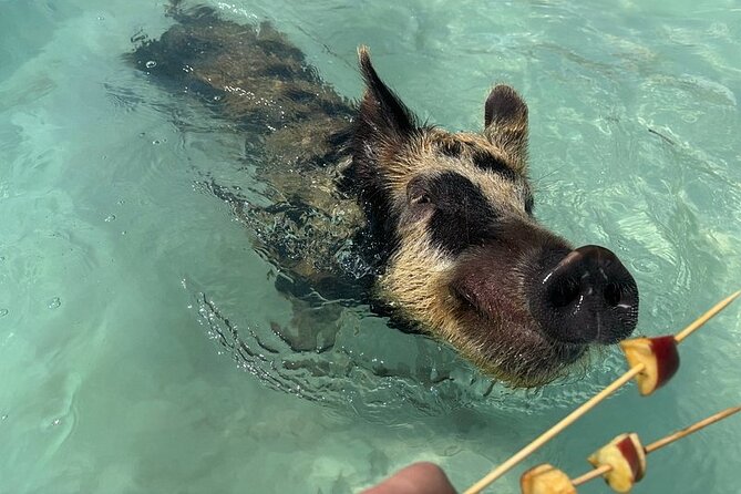 Swim with the Pigs Freeport @Creative Eco Adventures - The Pig Pen Adds More Than a Photo Stop