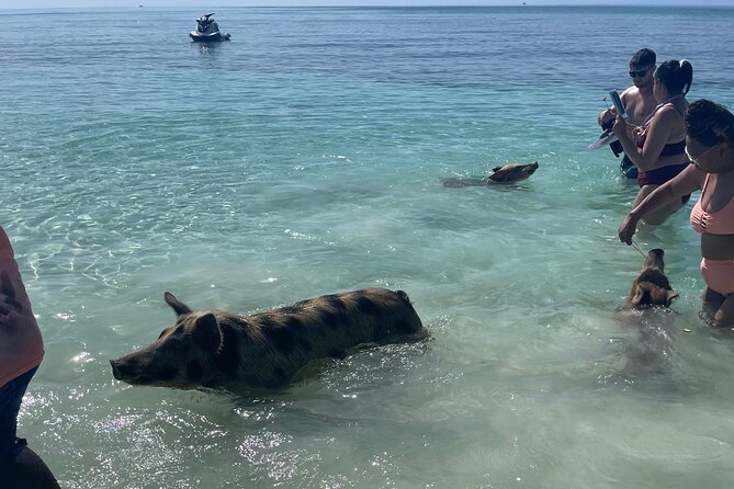 Swim with the Pigs Freeport @Creative Eco Adventures - Who Will Enjoy This Freeport Activity