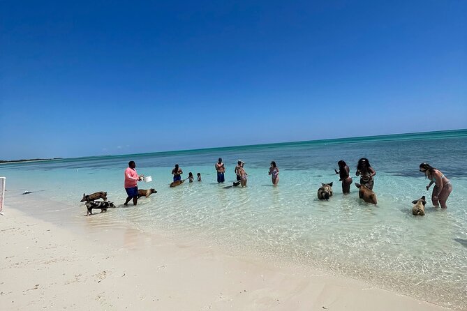 Swim with the Pigs Freeport @Creative Eco Adventures - Practical Details Before You Book